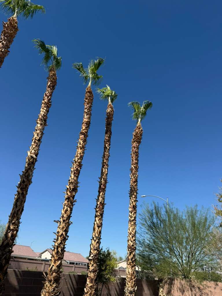 Row of tall palm trees against the Las Vegas sky