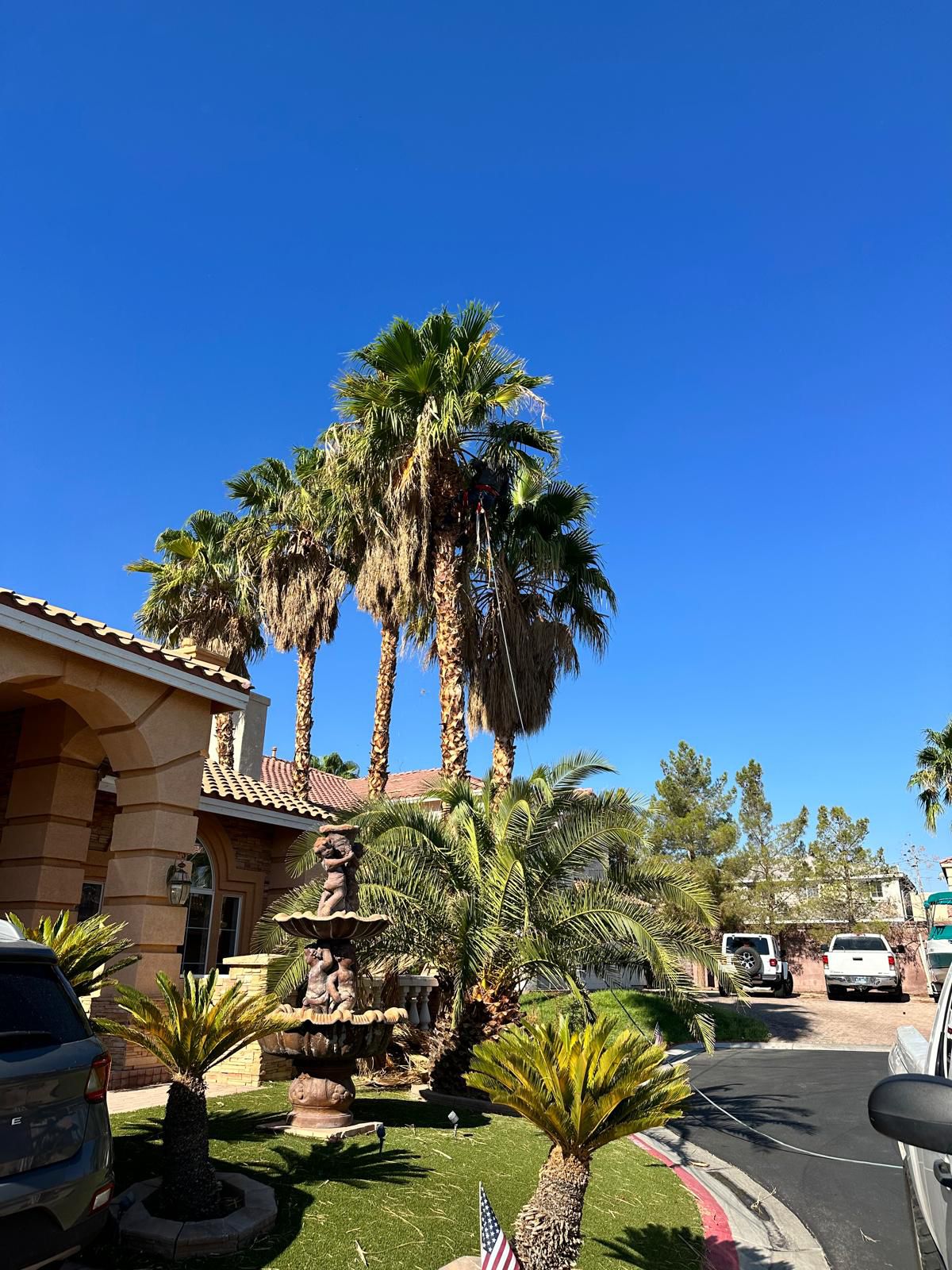 Tall palms at estate property