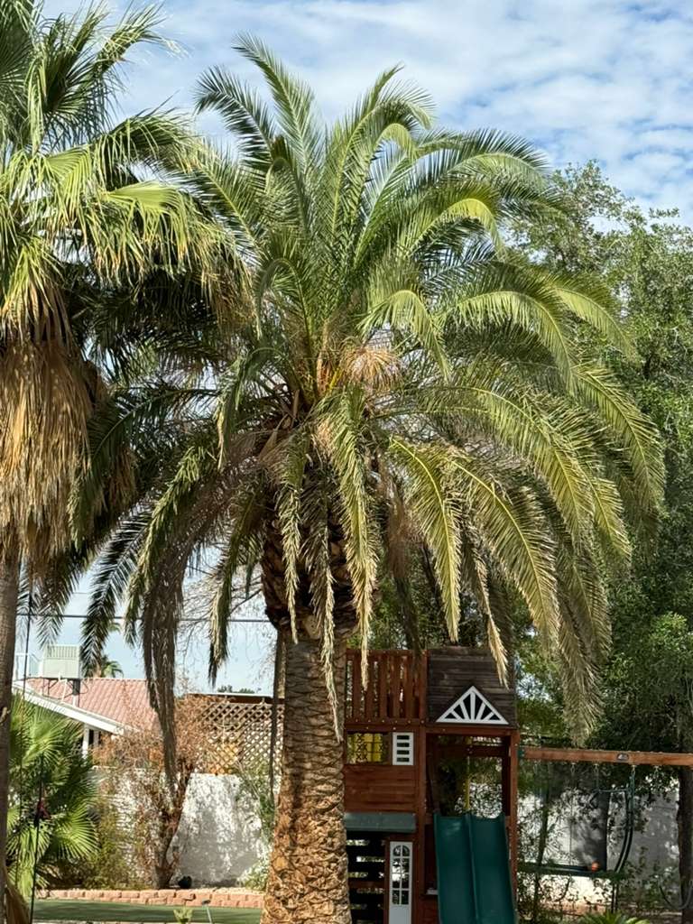 Large fan palm tree in backyard