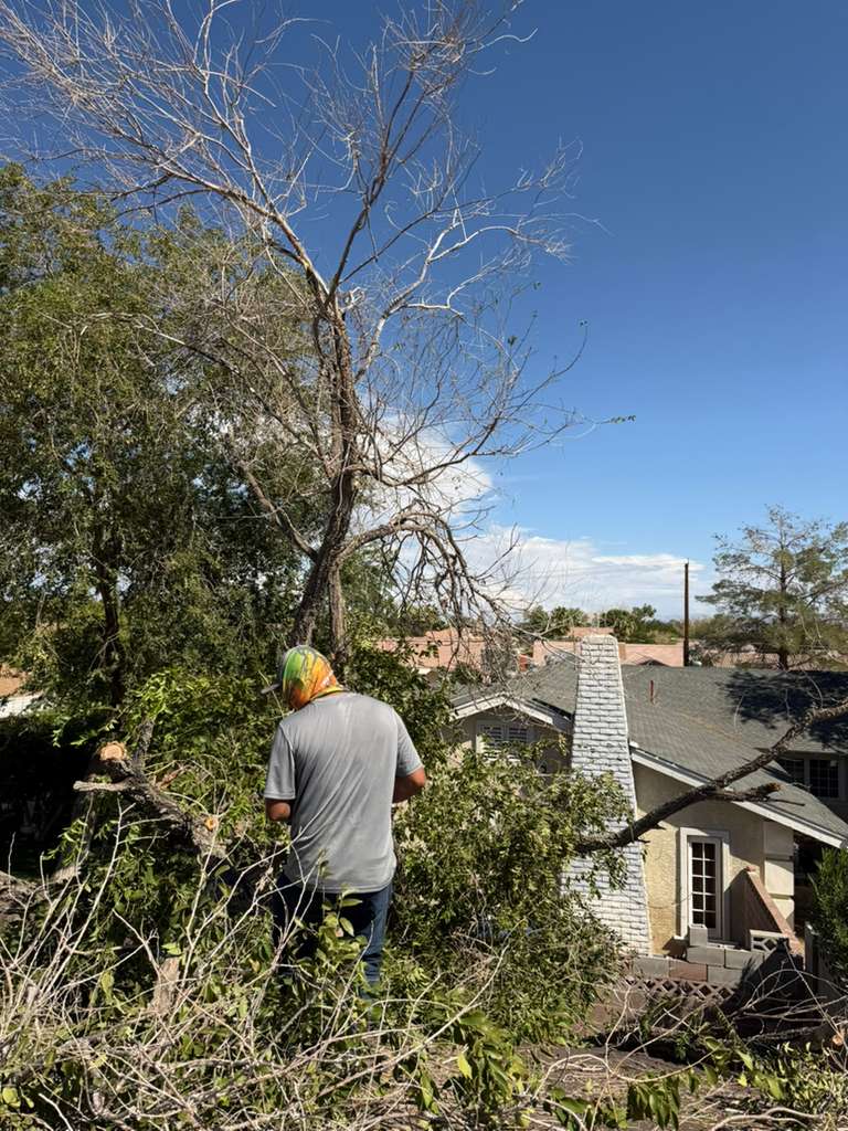 Worker trimming overgrown tree