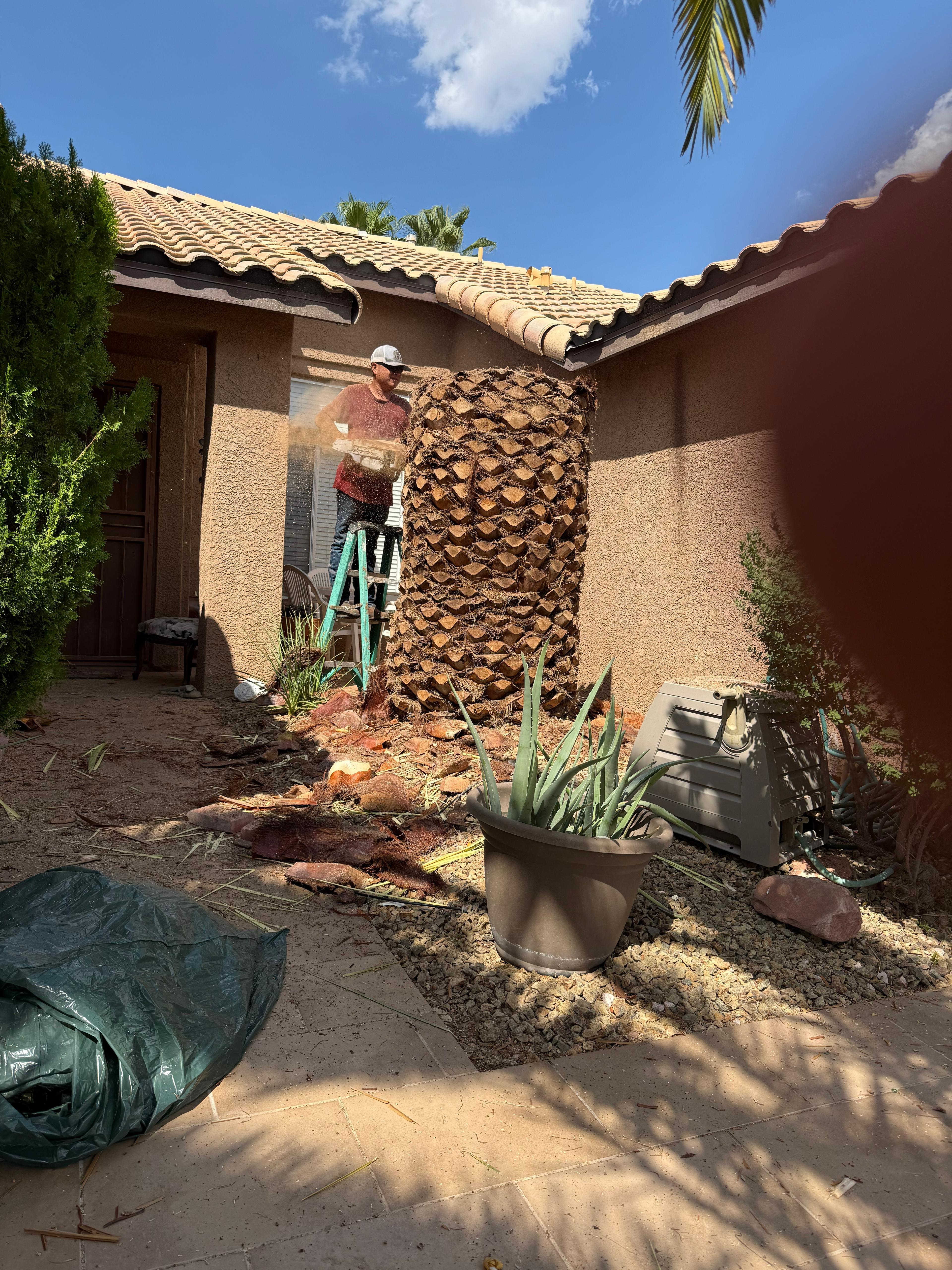 Worker on ladder performing palm maintenance