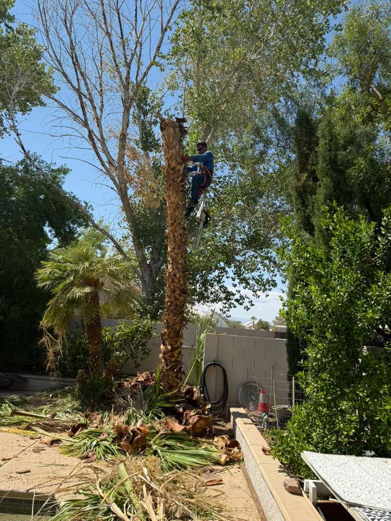 Climber up in tree during pruning work