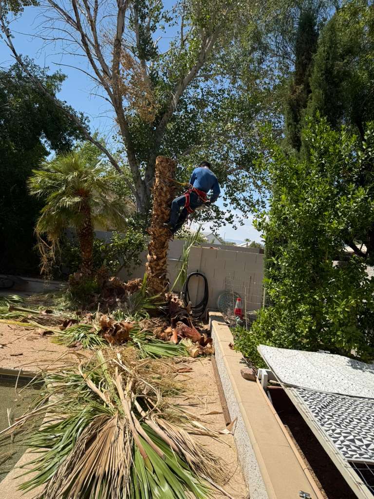 Worker high up pruning a large palm tree
