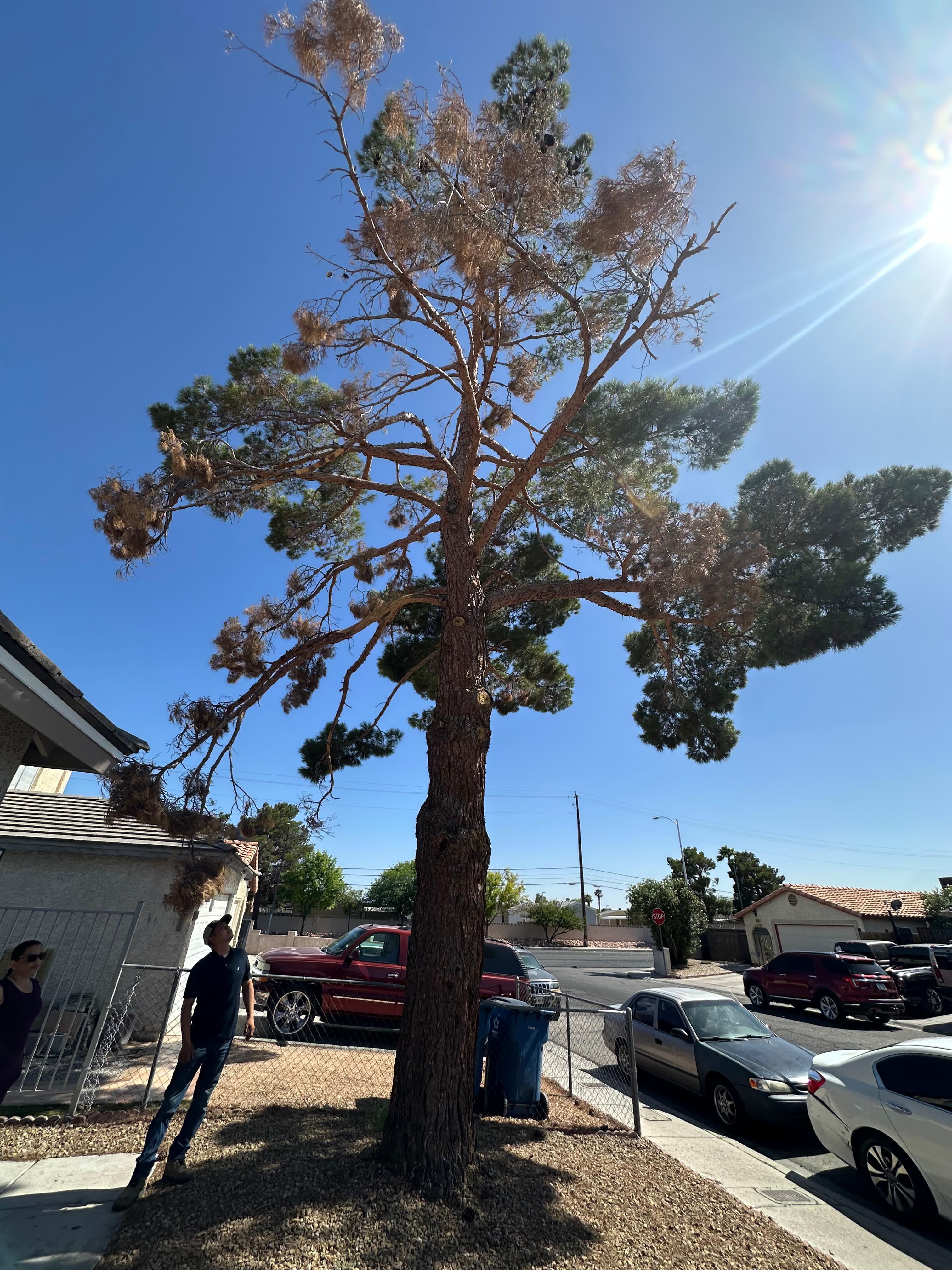 Large pine tree inspection and pruning