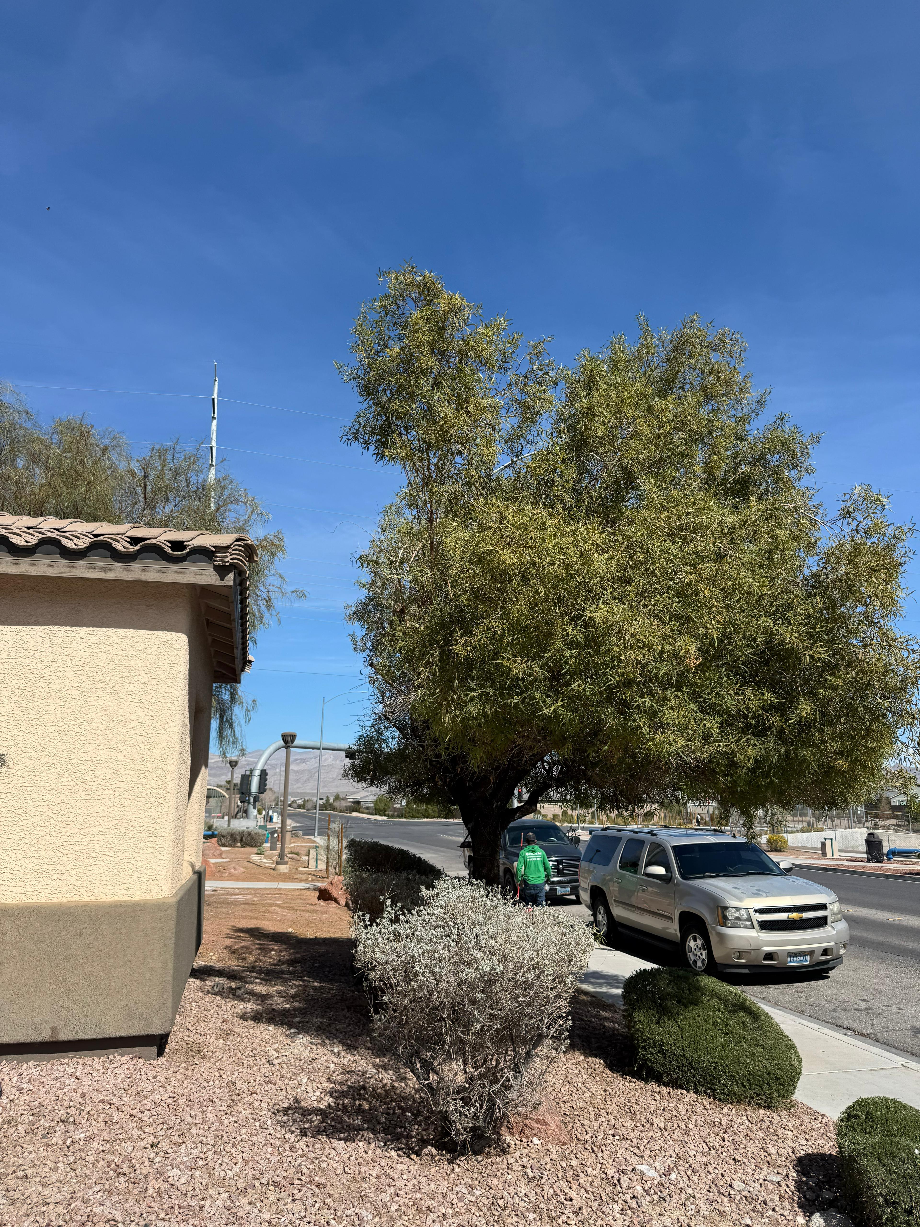 Residential yard and tree maintenance