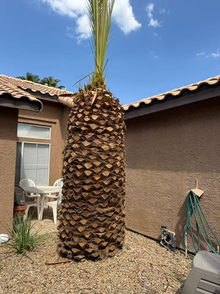 Palm trunk showing overgrowth before pruning