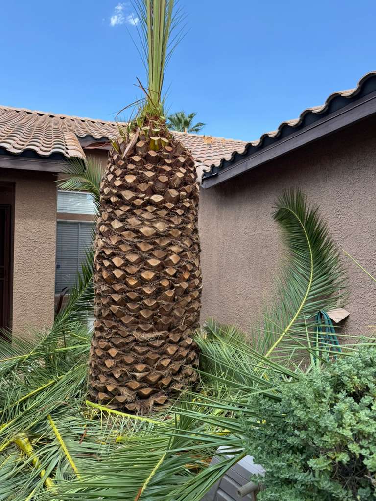 Palm frond removal in progress