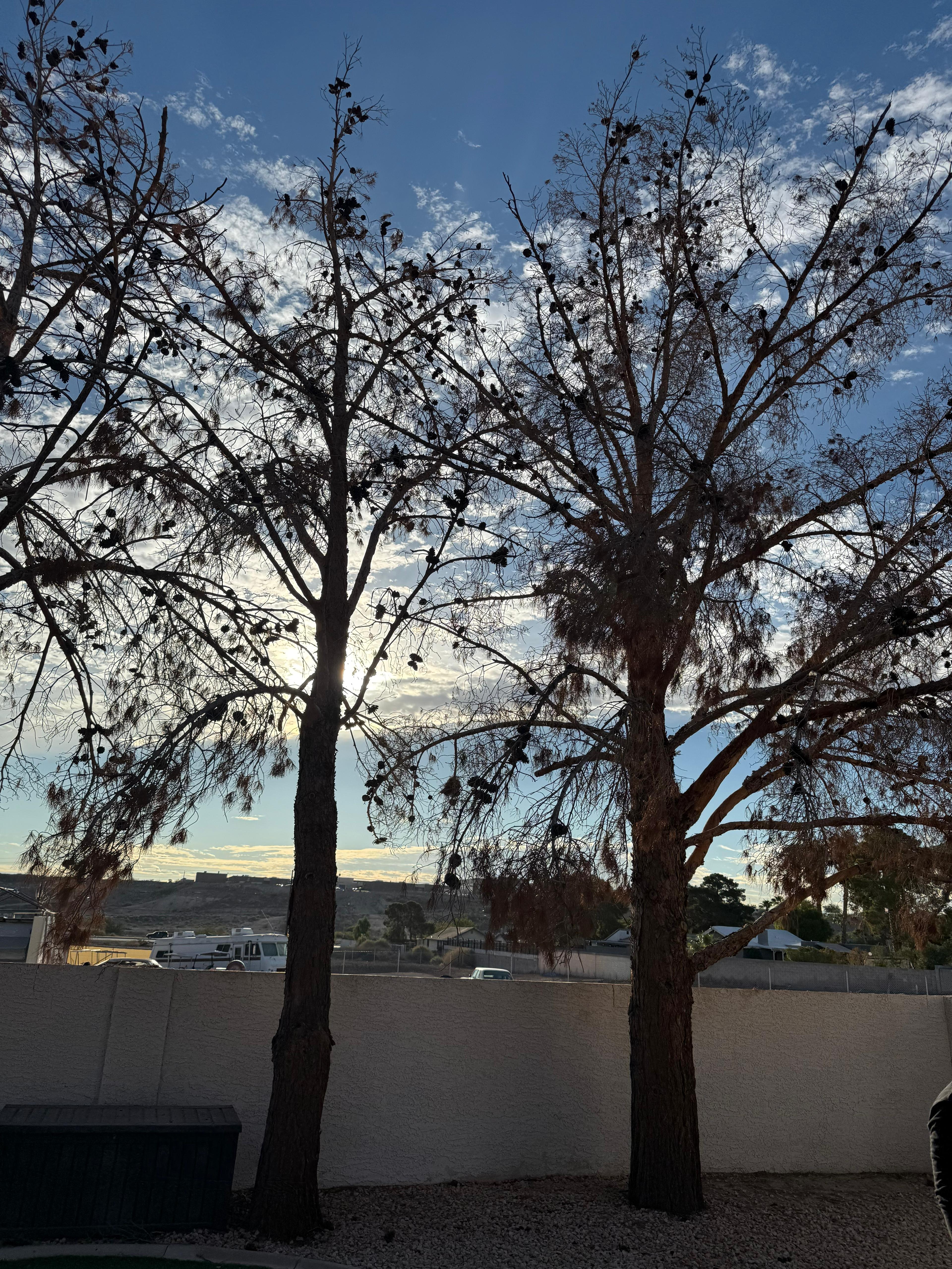 Desert trees silhouette at dusk