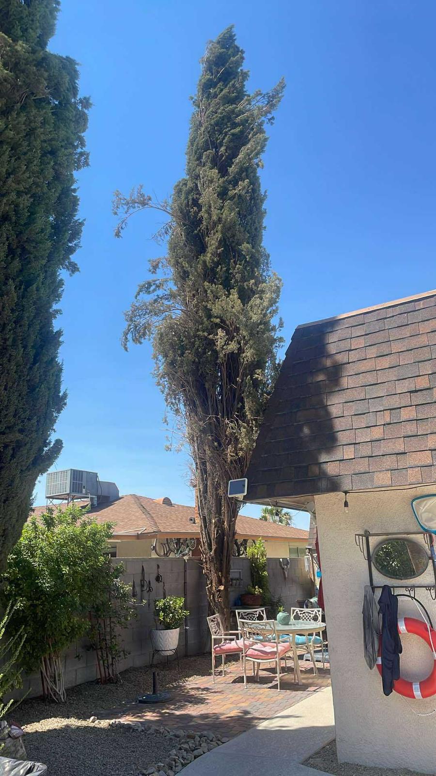 Tall cypress tree in residential backyard