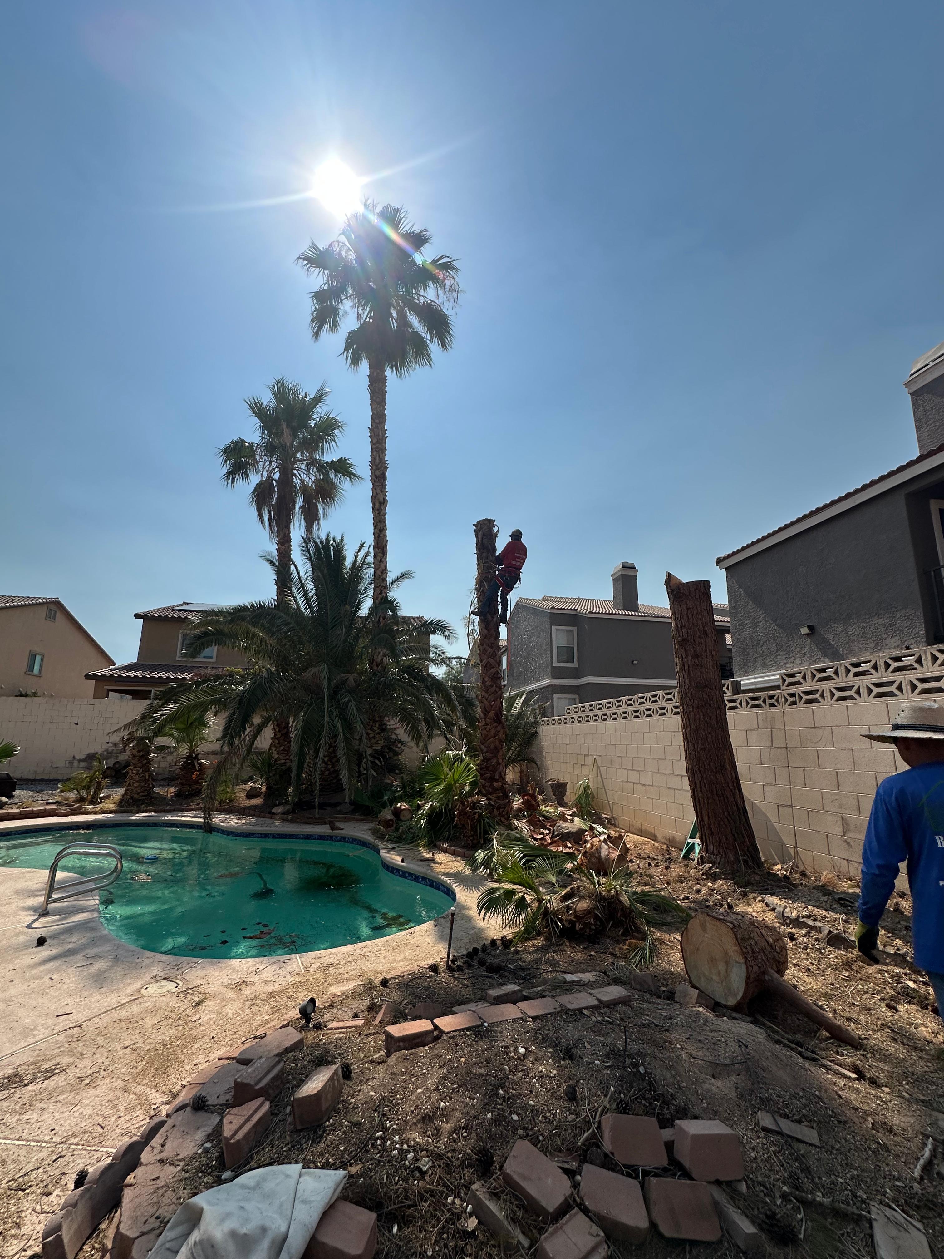 Tree removal near residential pool