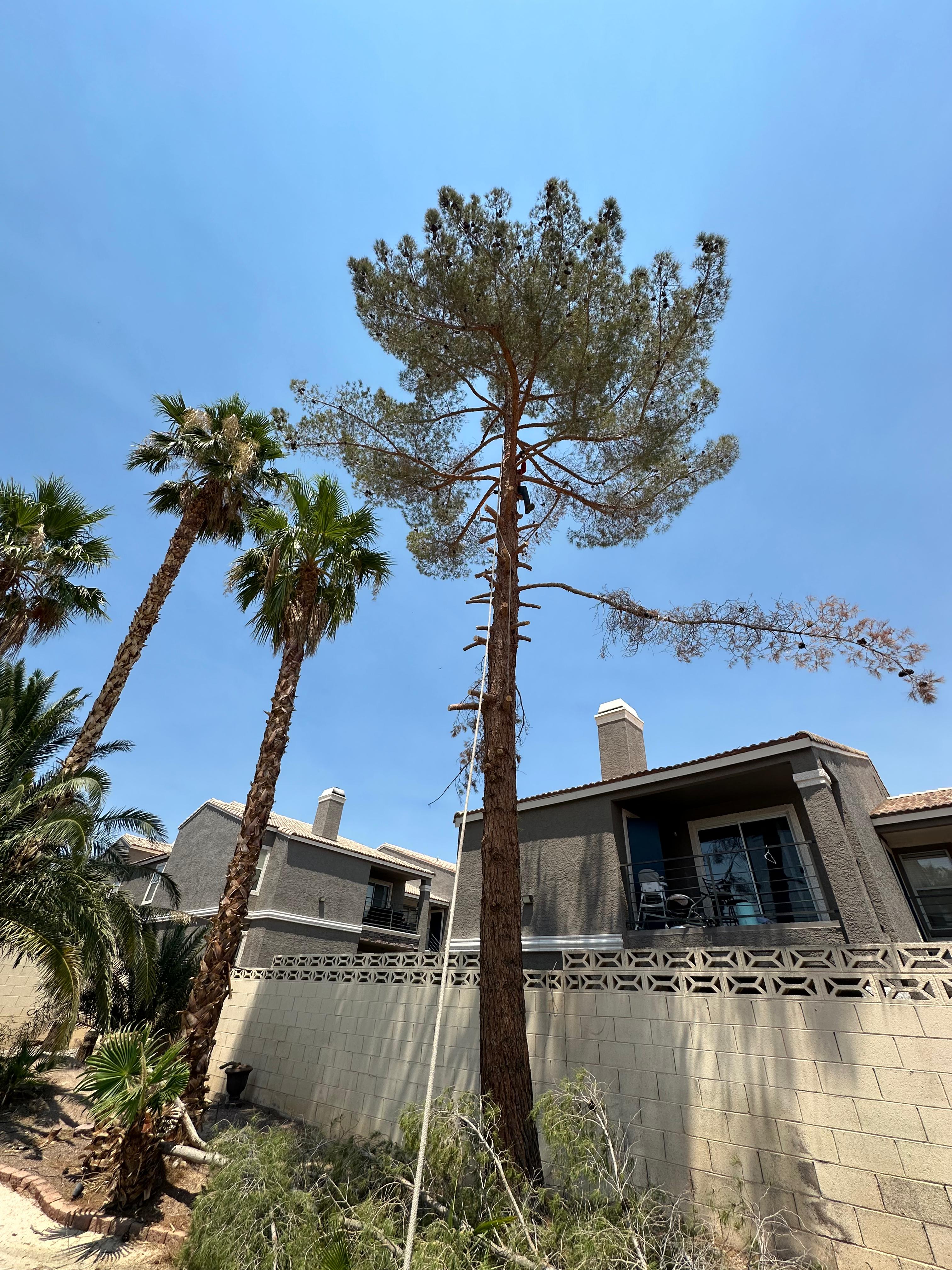 Pine tree and palms in desert landscape