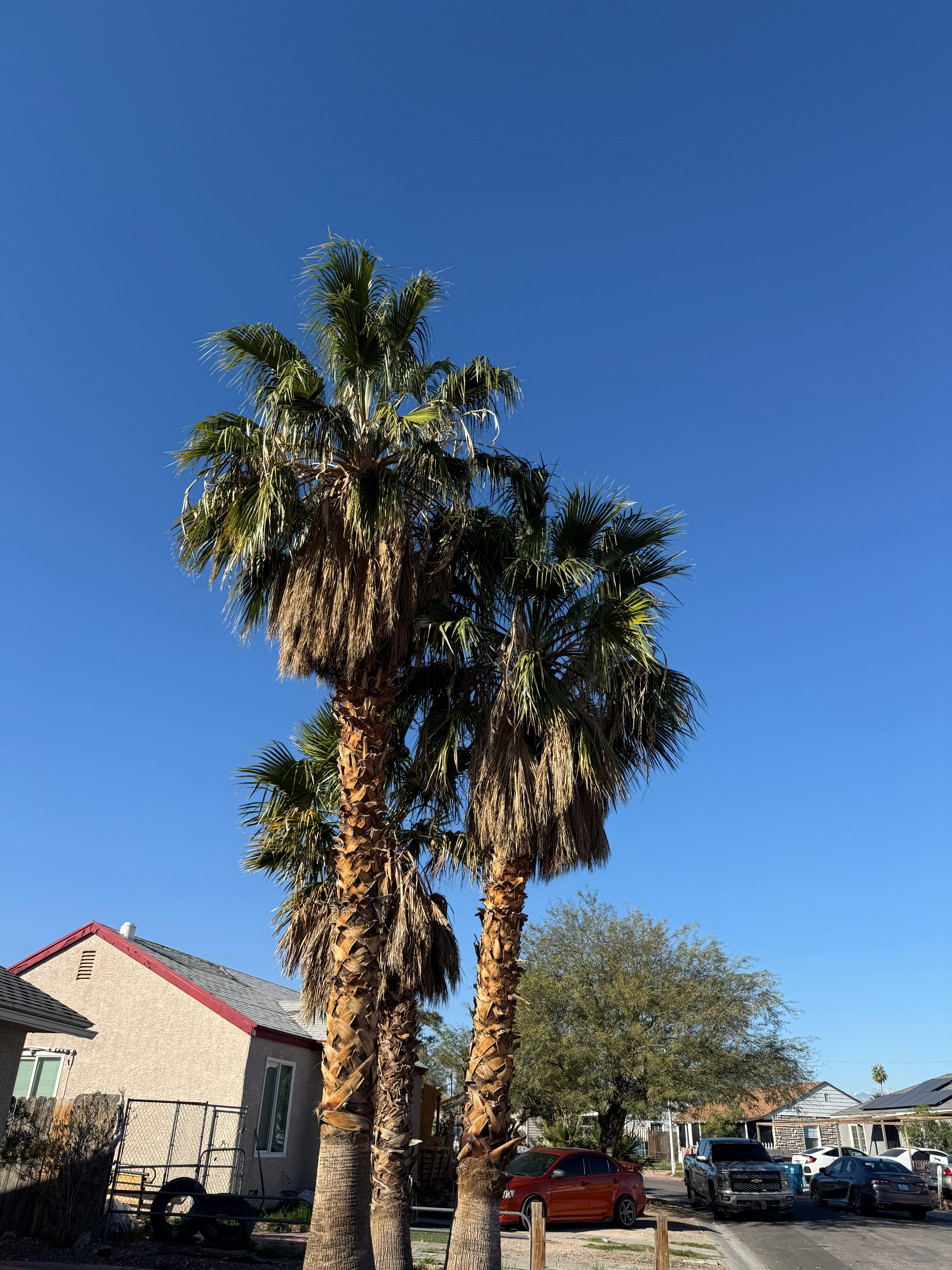 Clean palms after professional pruning service