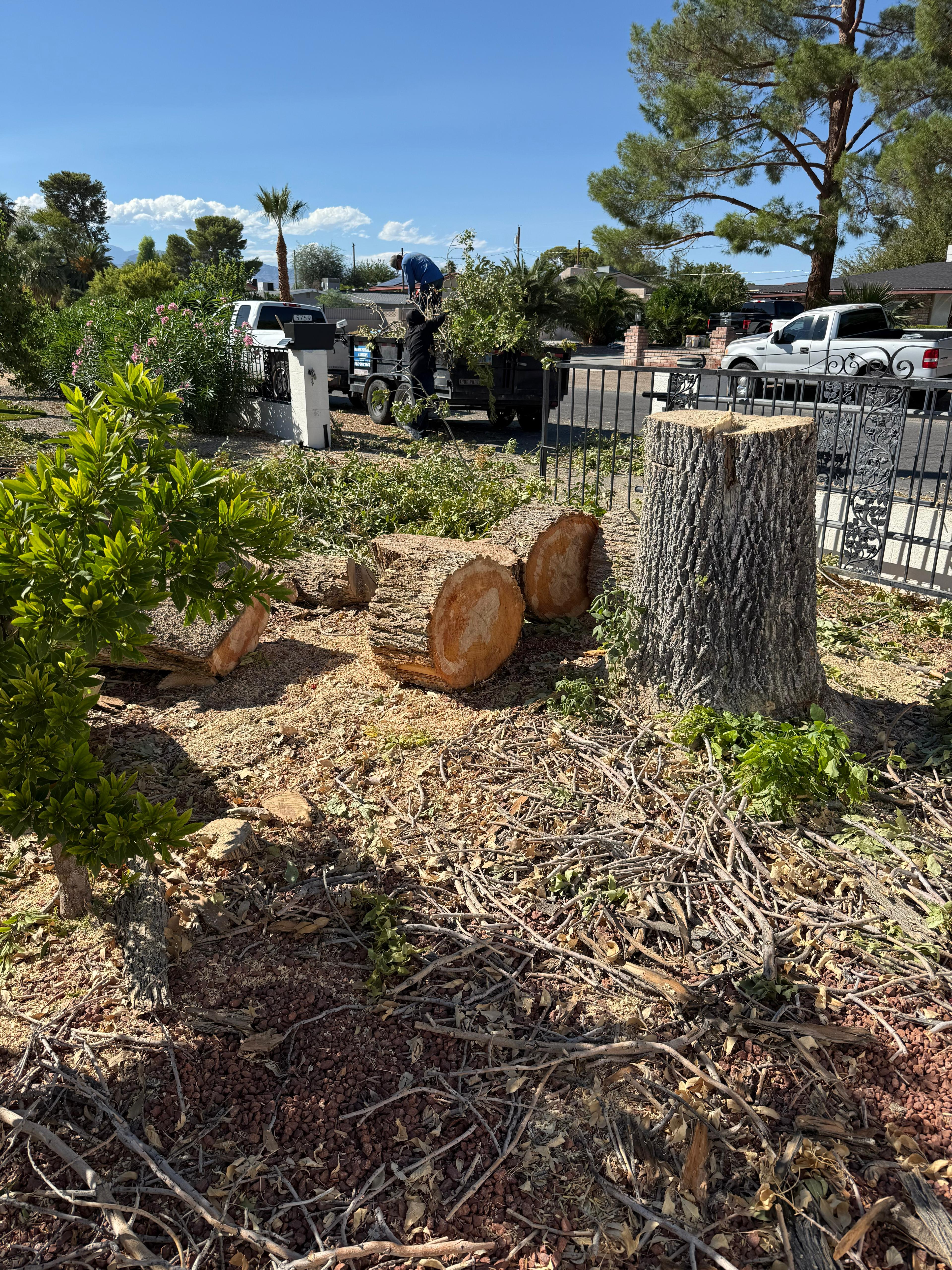 Cut tree logs and stump after removal