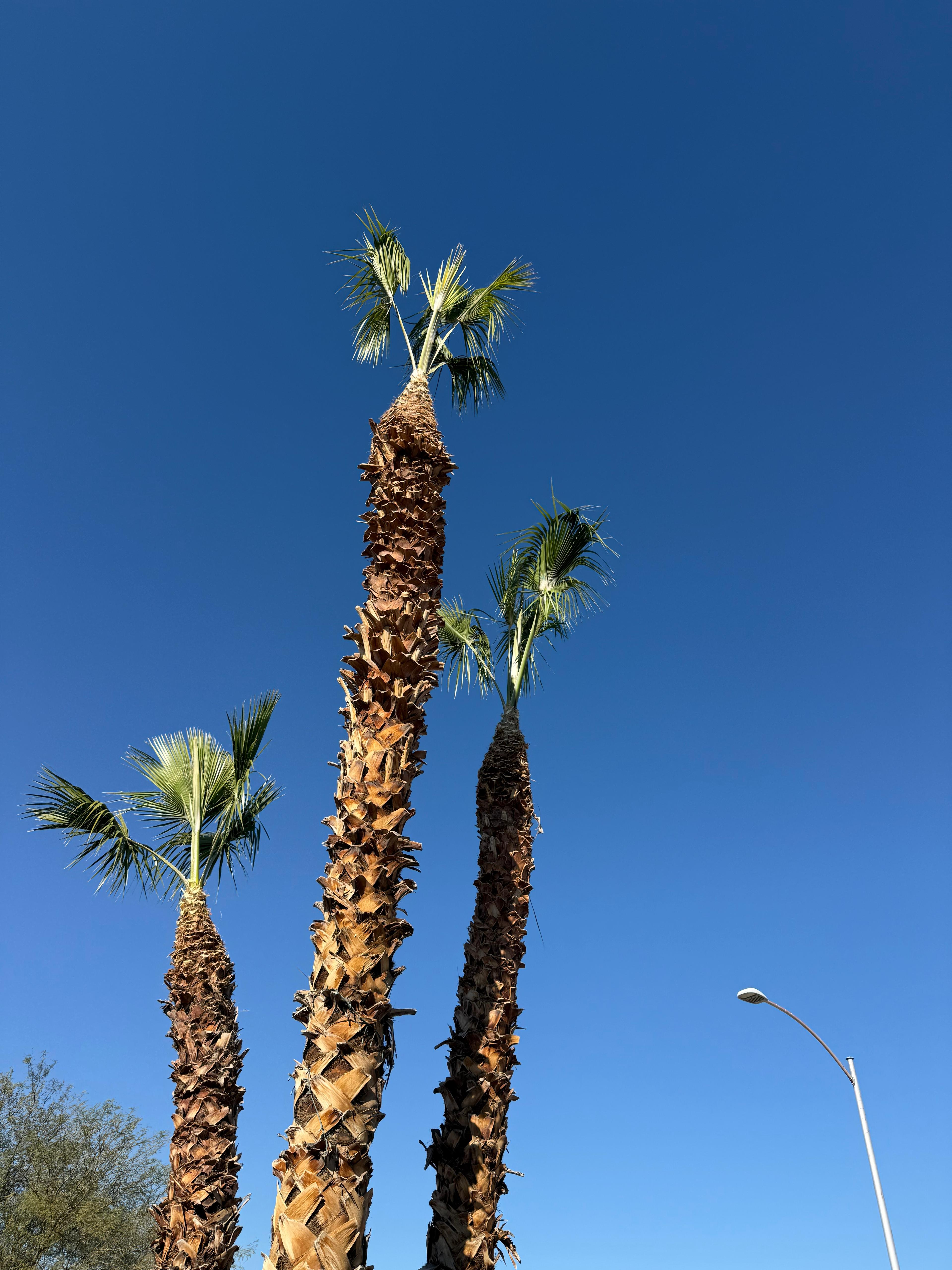Three palms cleanly trimmed against clear blue sky