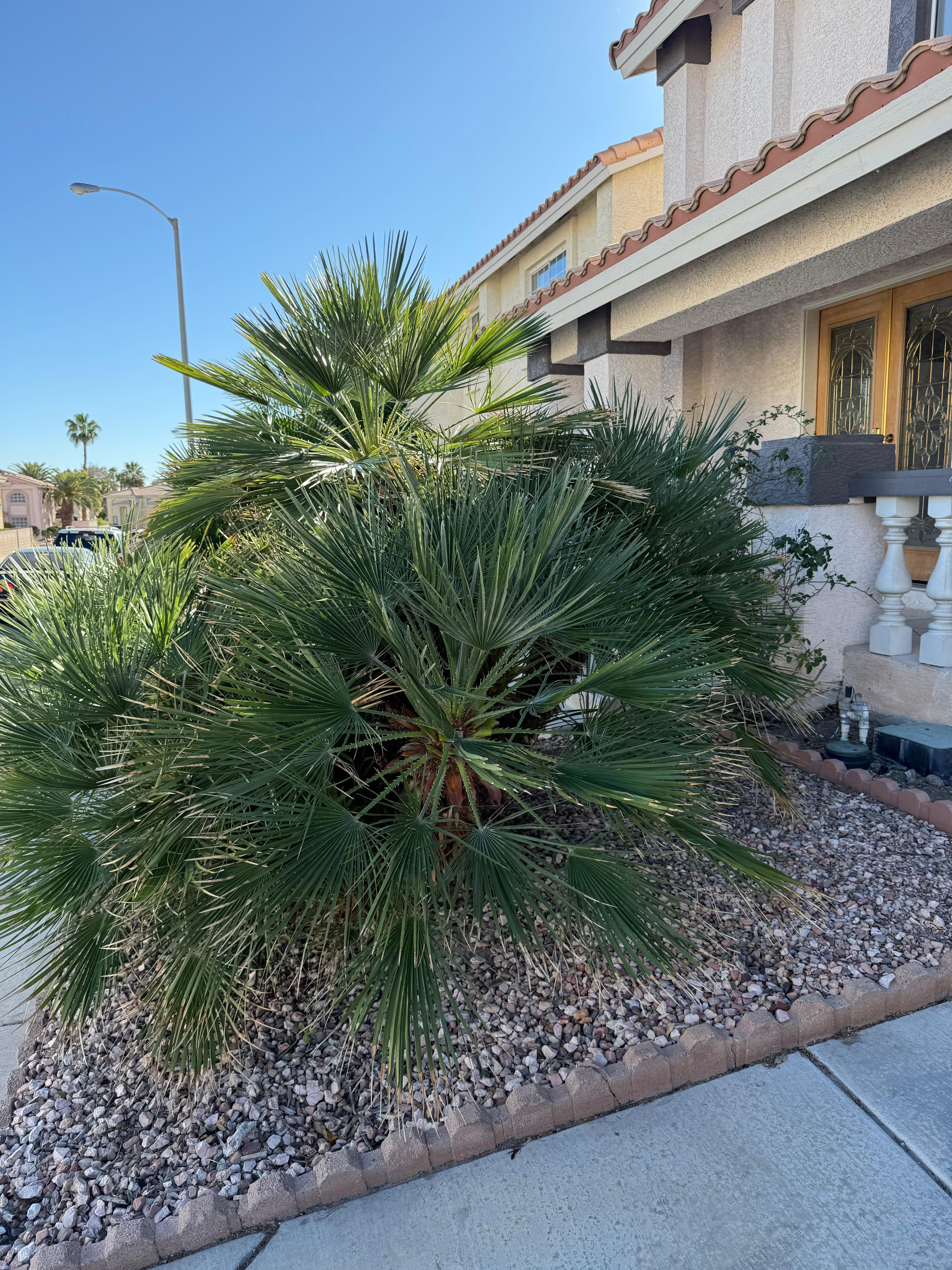 Mediterranean fan palm in rock landscape