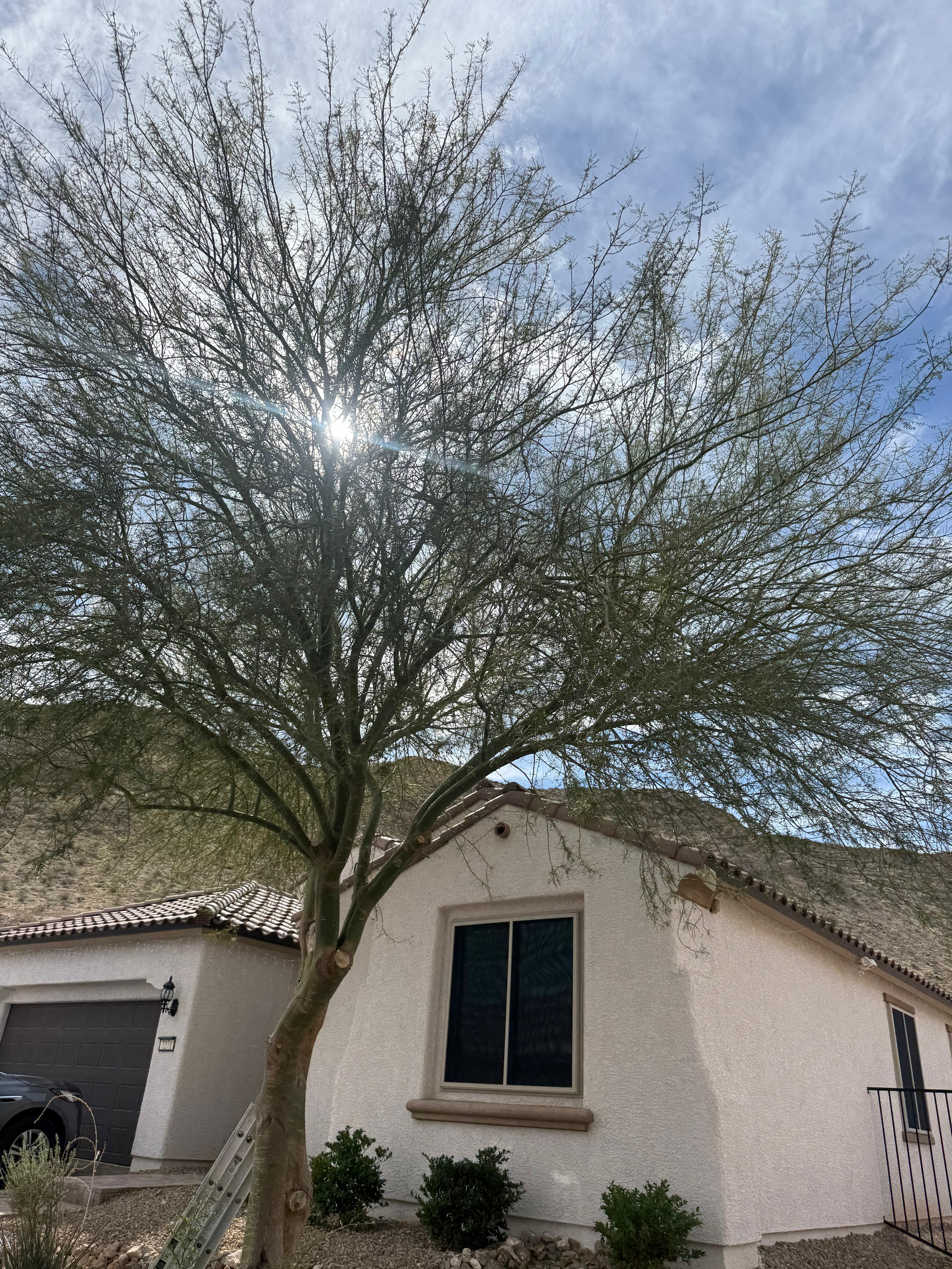 Desert palo verde tree beside residence