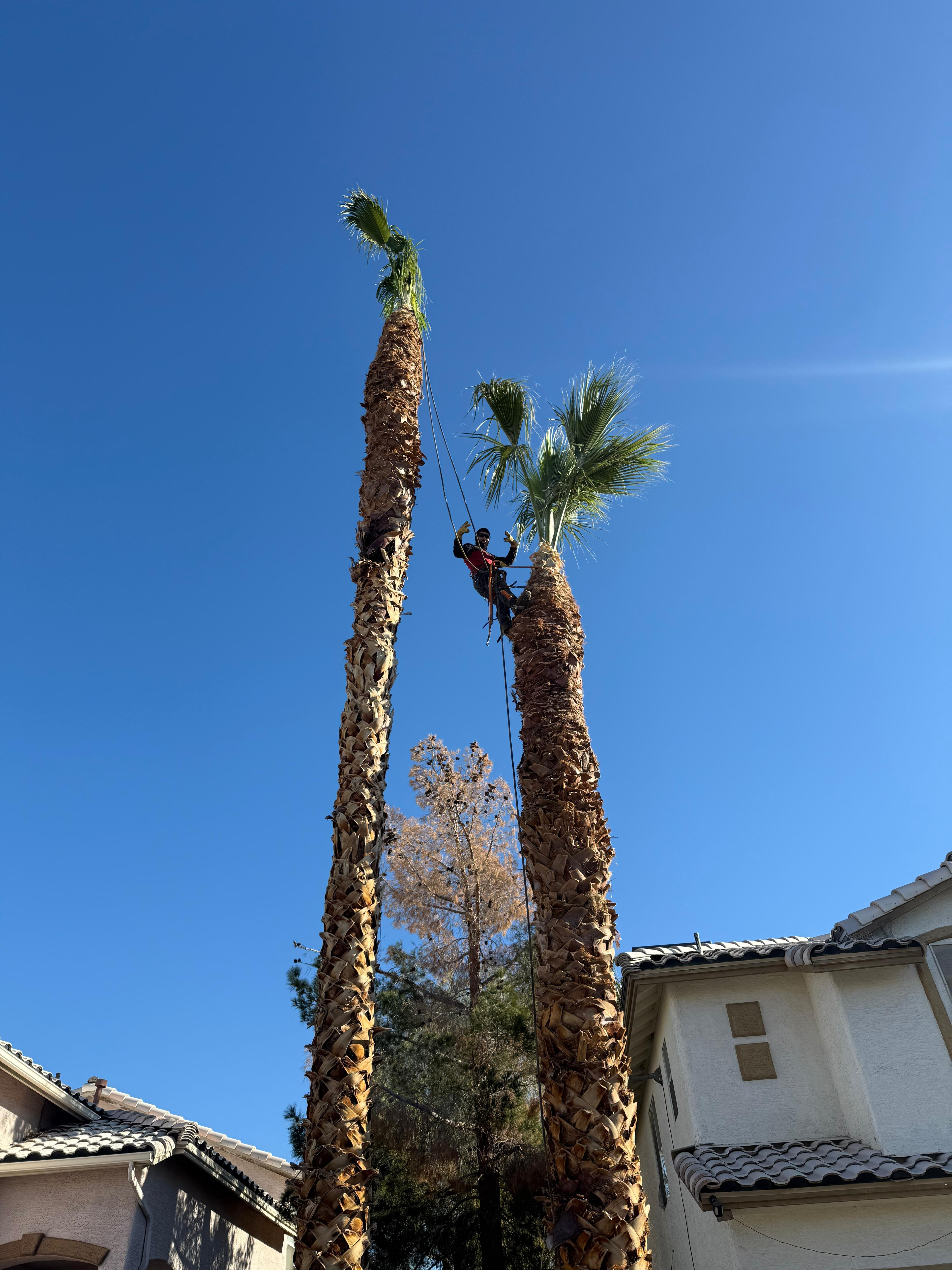 Tree service crew member climbing tall palms in Las Vegas